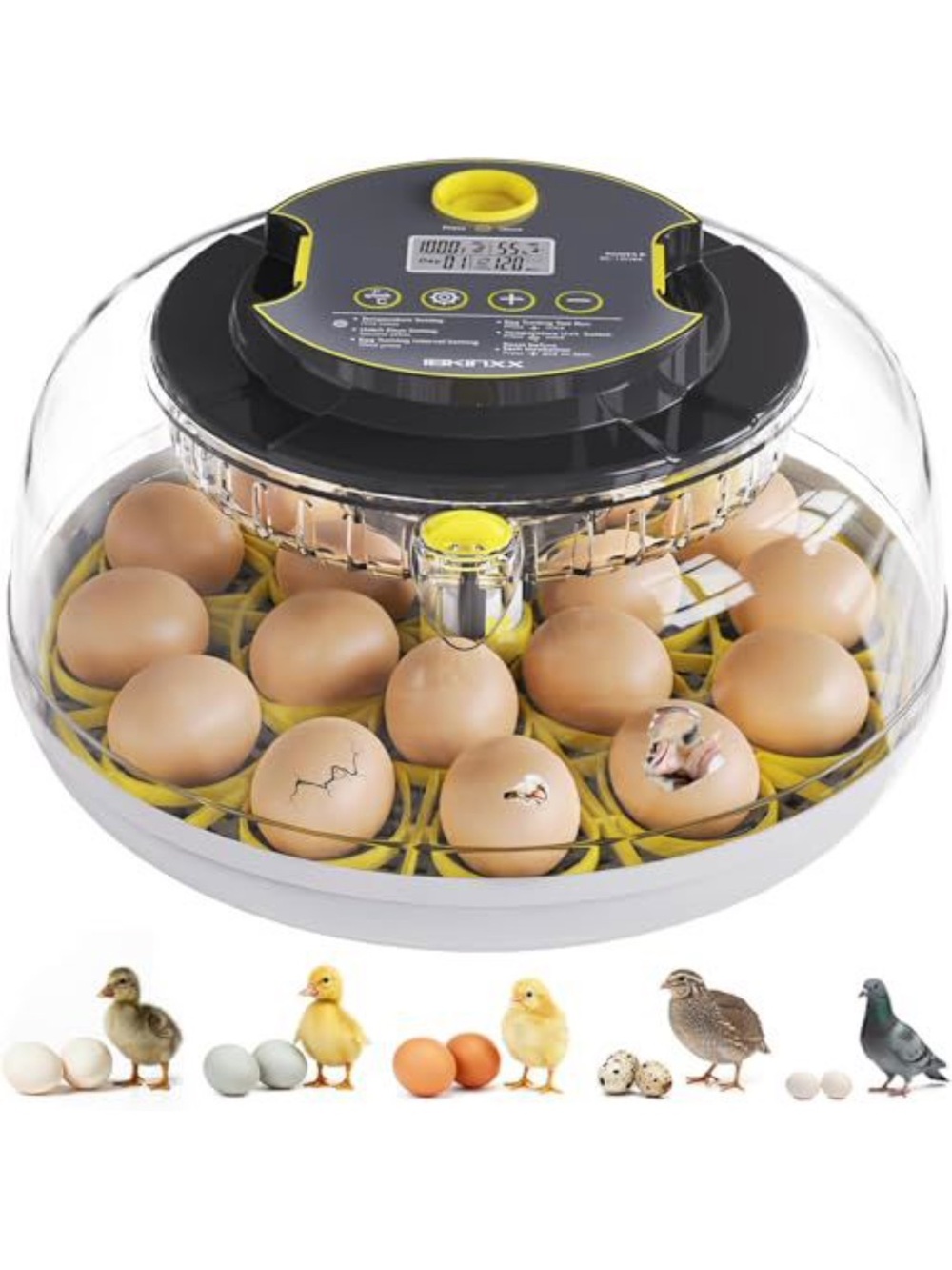 Egg incubator